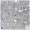 BeadTin Crystal Transparent 12mm Faceted Round Plastic Craft Beads (180pcs)
